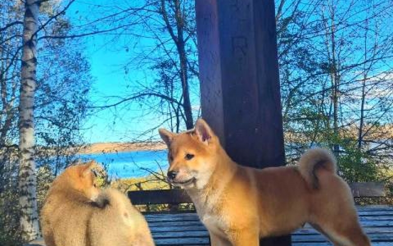 TOP Shiba Inu štenci!