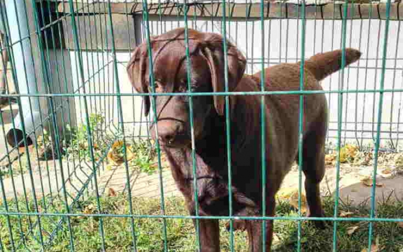 LABRADOR RETRIVERI cokoladni