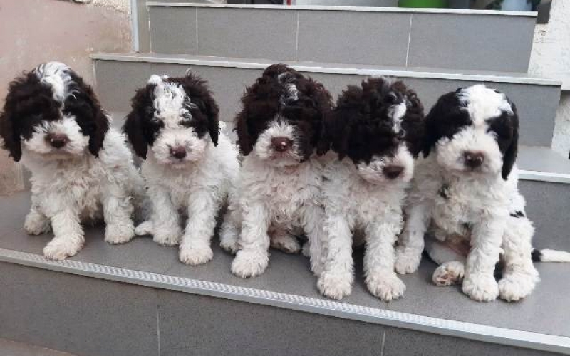 Lagotto Romagnolo, muški štenci