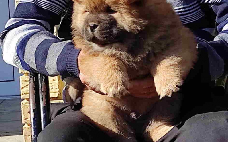 Chow Chow Cau Cau stenci oba pola