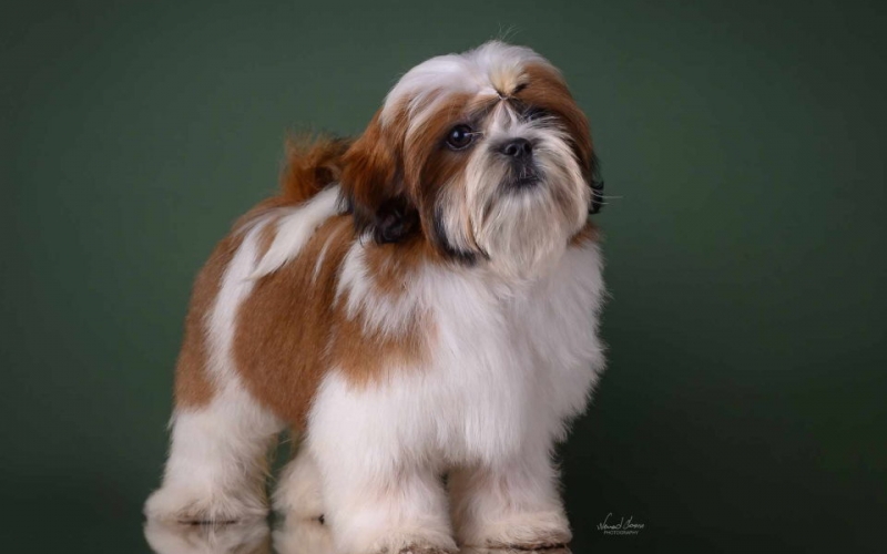 SHIH TZU kvalitetni stenci