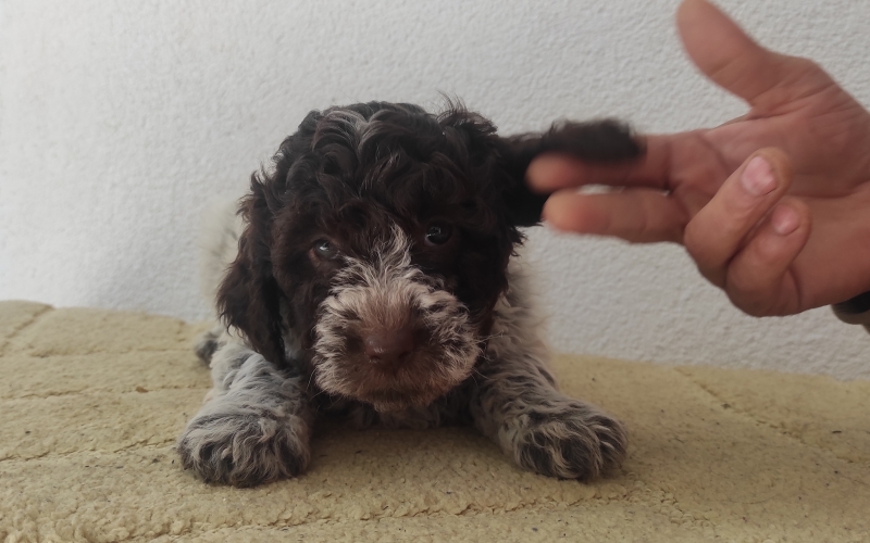 Lagotto Romanjolo, stenad