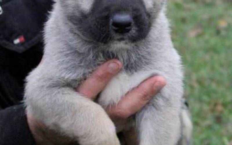 Turski Kangal štenci