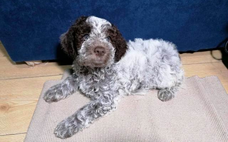 Lagotto Romagnolo stenci