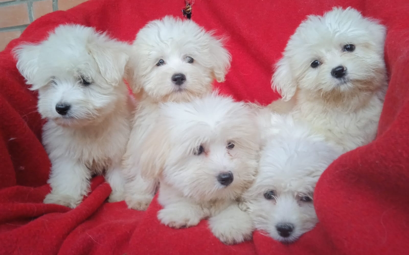 Štenci Coton de Tulear (Tulearski pas)