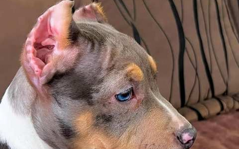 Pitbull Bluenose Blue merle štenci