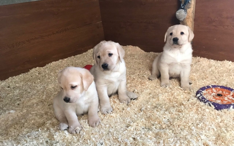 Imamo dva štenca labrador retrivera za udomljavanje.