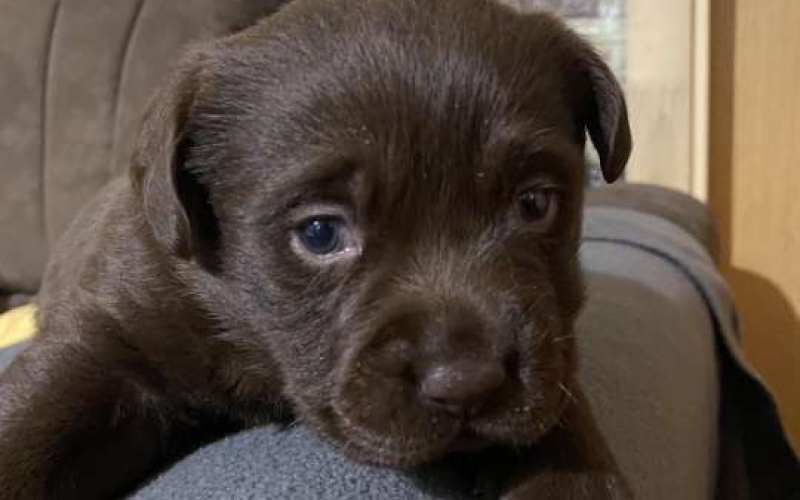 Labrador retriver štenci