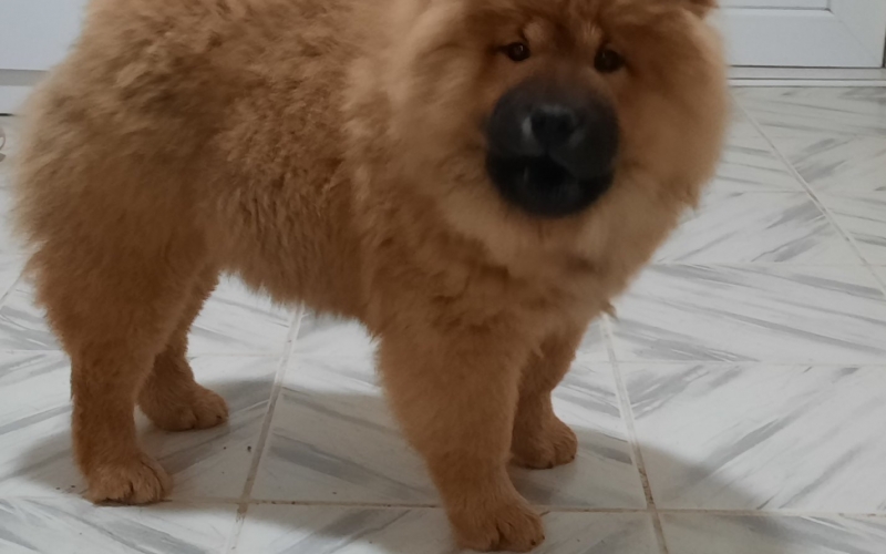 Čau Čau (Chow Chow), mužjak i ženka, štenci