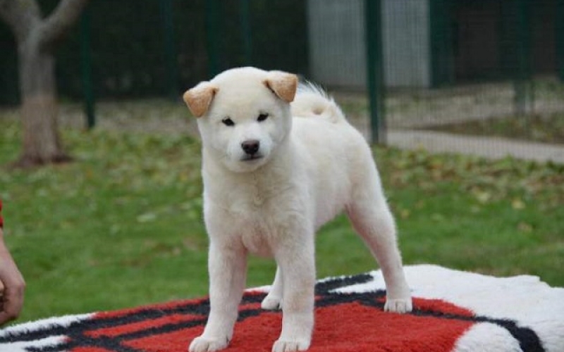 Šiba Inu ( shiba inu ) štenci