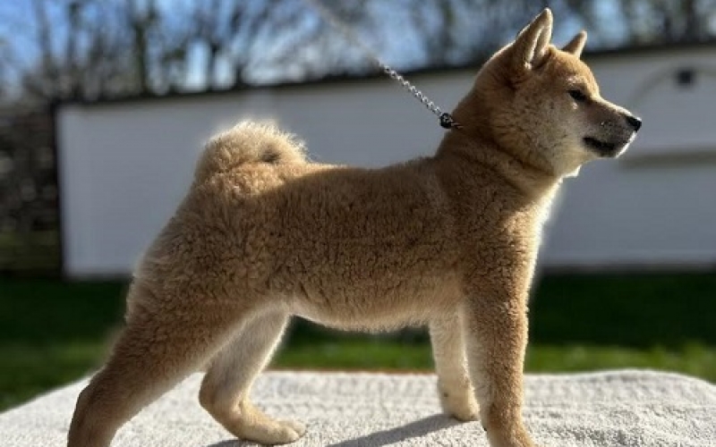 Shiba Inu