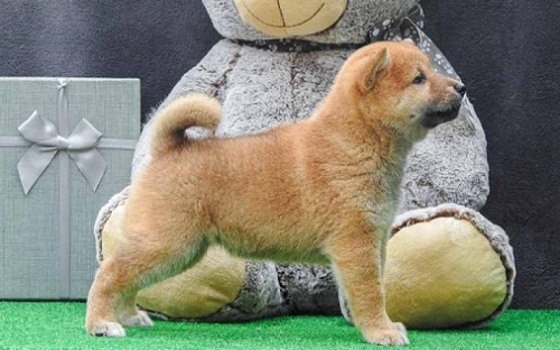 Shiba inu štenci