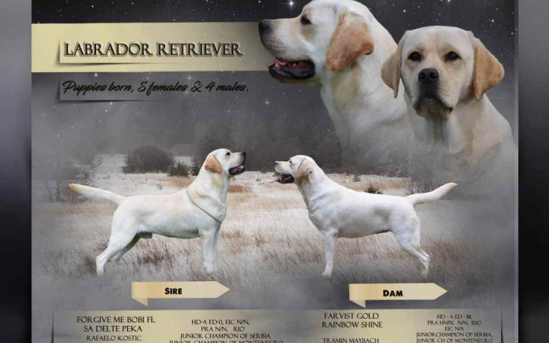 U ponudi štenci Labrador retrivera