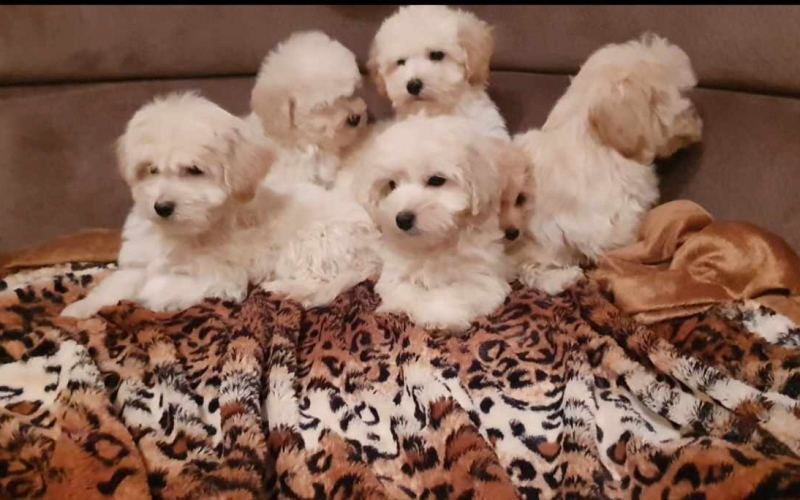 Maltipoo štenci, prelepi i vrhunski