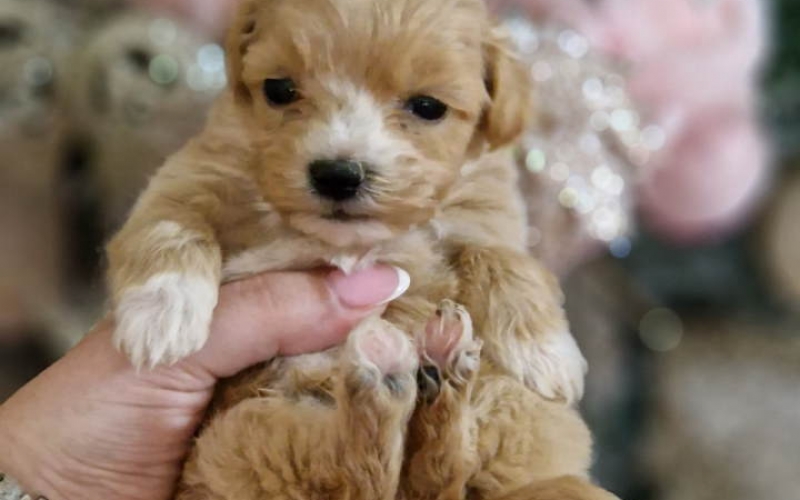 Bebice MALTIPOO  spremni su za preuzimanje