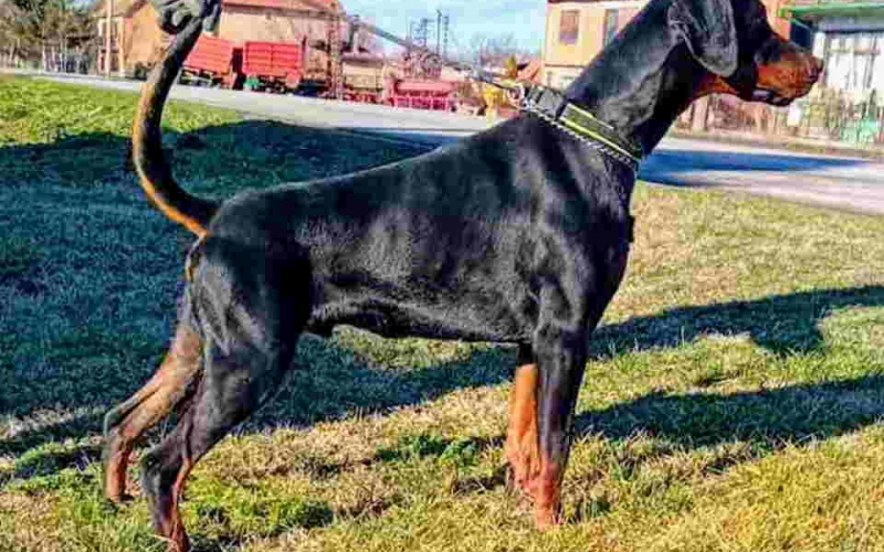 DOBERMAN  na prodaju, mladi mužijak