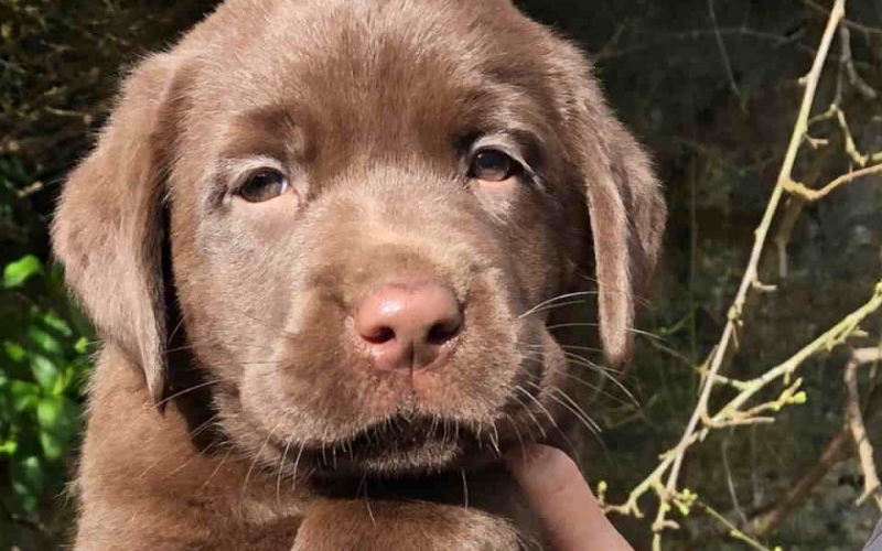 Na prodaju kučići čokoladni LABRADORI, vrhunskog kvaliteta,