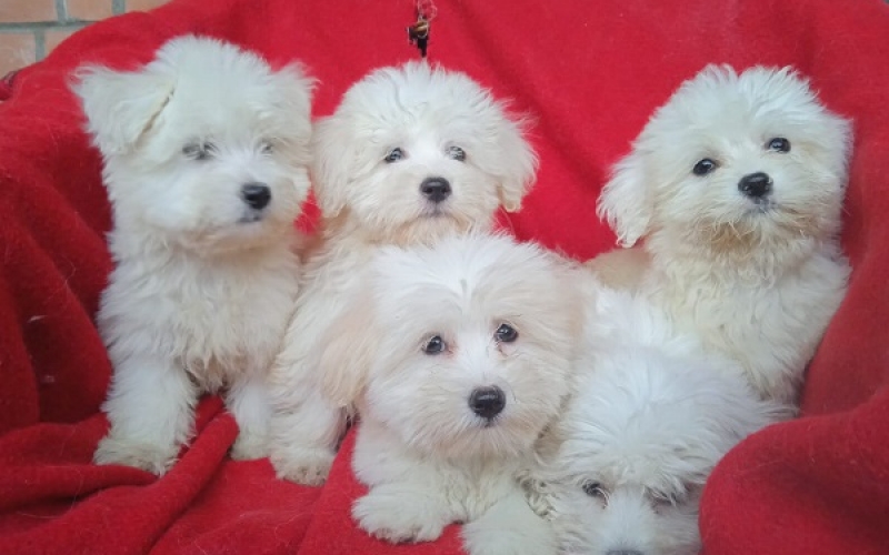 Coton de Tulear (Tulearski pas) stenci