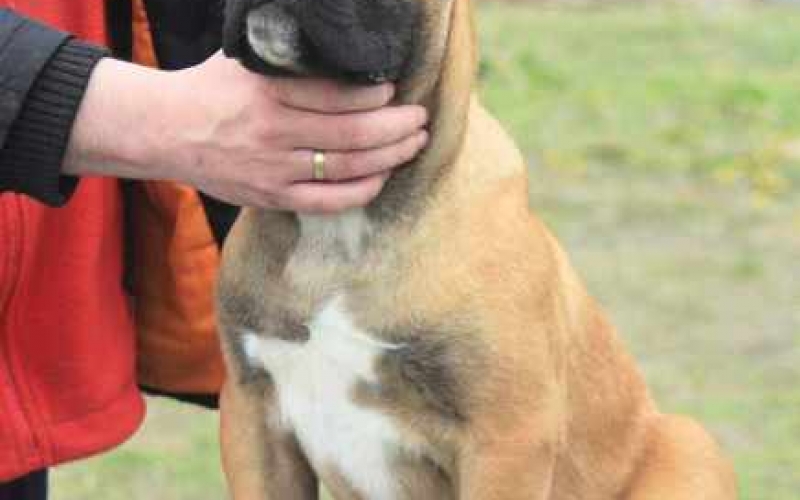 Cane Corso štenci