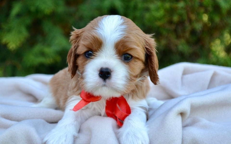 CAVALIER KING CHARLES  spaniel štenci