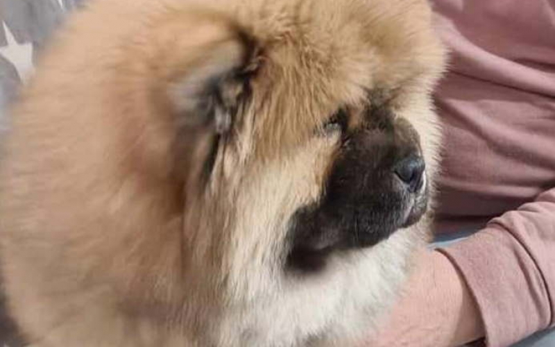 Stenci CHOW CHOW 3 meseca stari