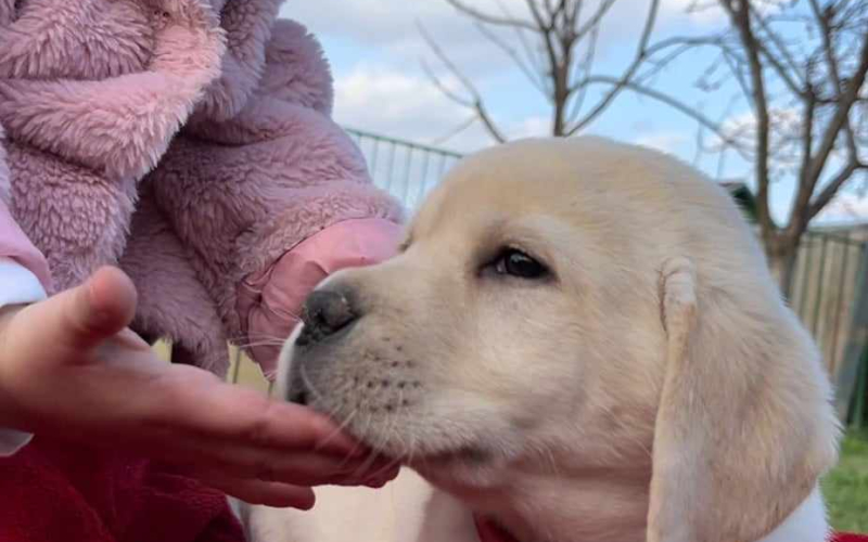 Labrador retriver štenci