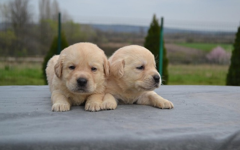 Labrador retriver