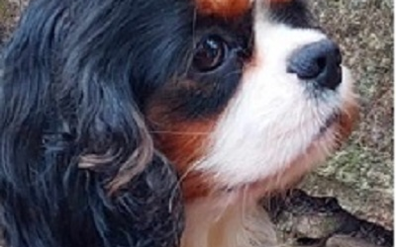 Cavalier king Charles spanijel