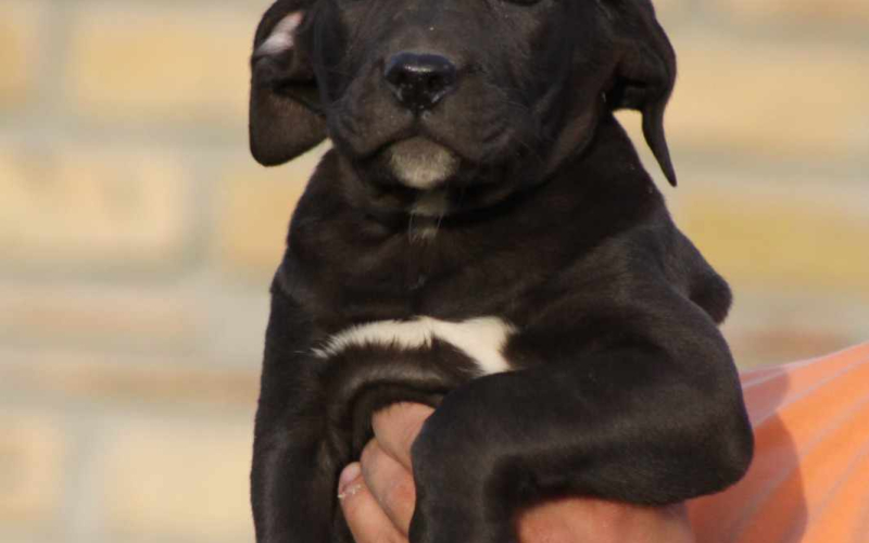 Presa Canario štenci