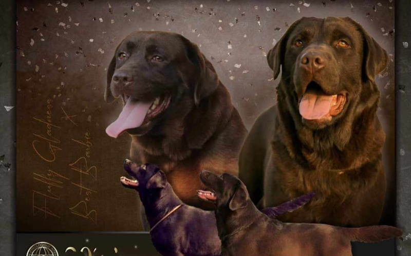 Labrador retriver štenci