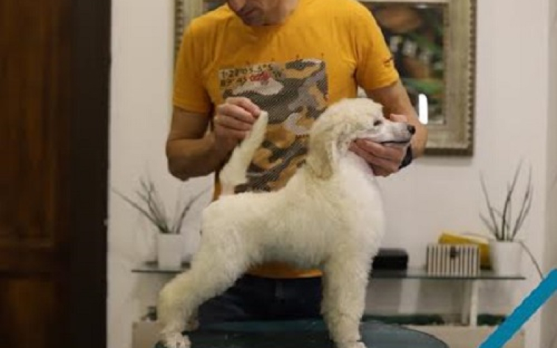 Štenci velike KRALJEVSKE POODLE