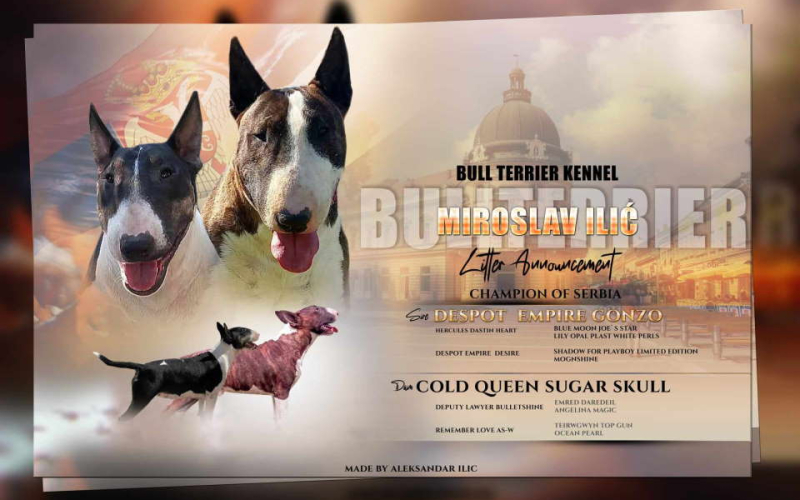 Standard Bull Terrier  stenci na prodaju