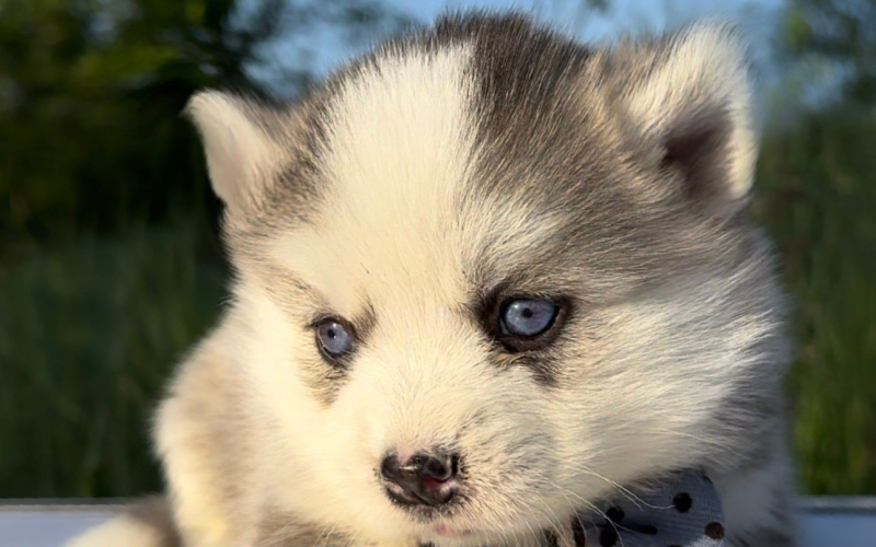 Pomsky- pomski, izrazito patuljasti i mini