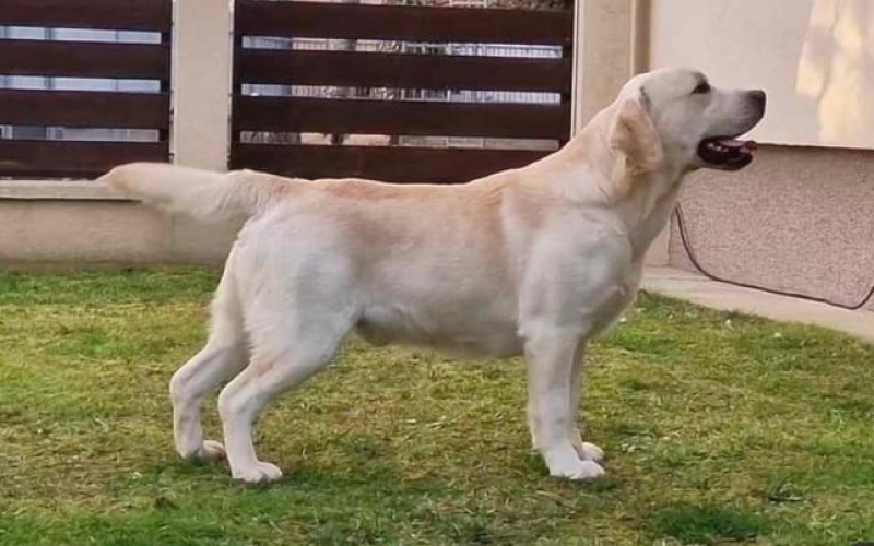 LABRADOR retriver štenci