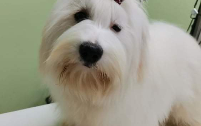 Coton de Tulear (Tulearski pas)