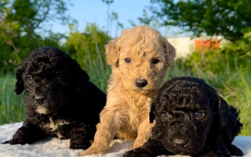 Labradoodle-labradudl (labrador + pudla)