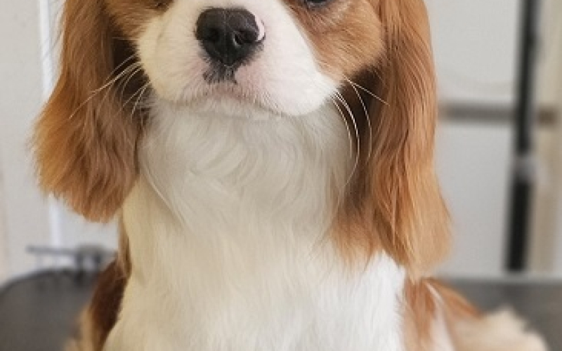 Cavalier King Charles Spaniel, mužjaci za prodaju