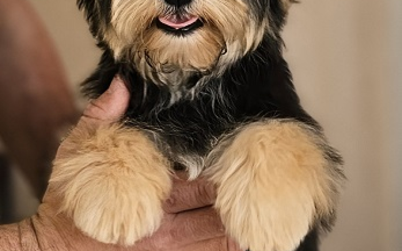 Bichon Havanese ( Havanski bišoni ) vrhunski štenci