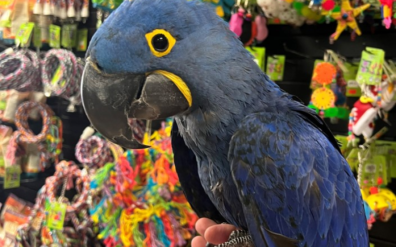Плави зумбул папагаји ара