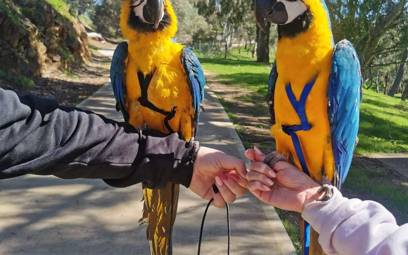 Плави и златни папагаји ара