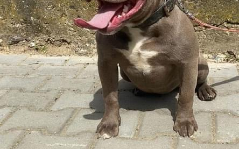 American bully pocket sampanj zenkica