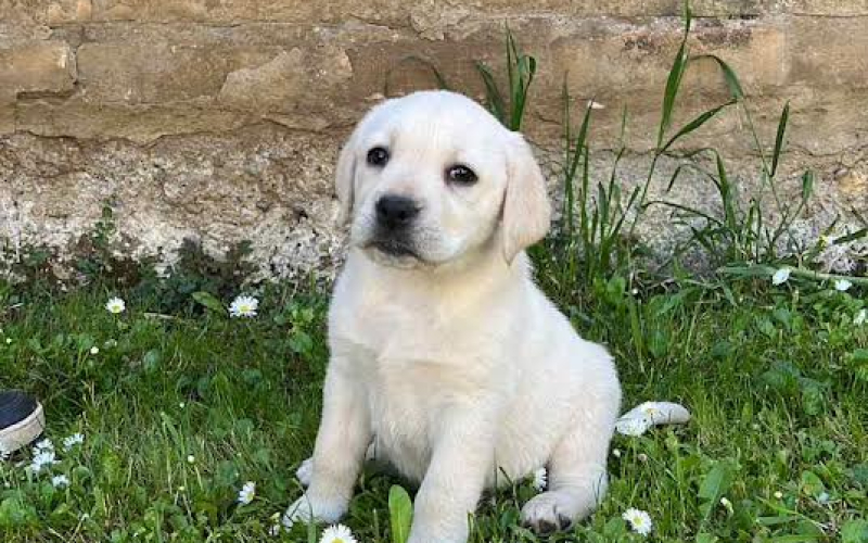 Labrador retriver