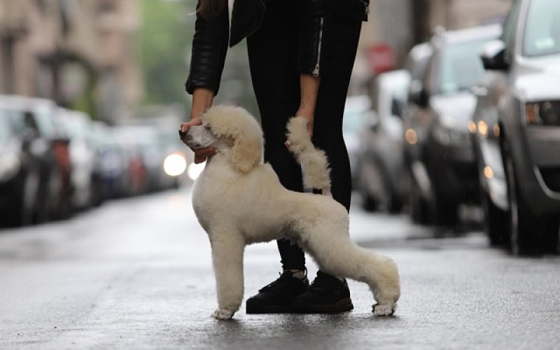 Štenci velike KRALJEVSKE POODLE