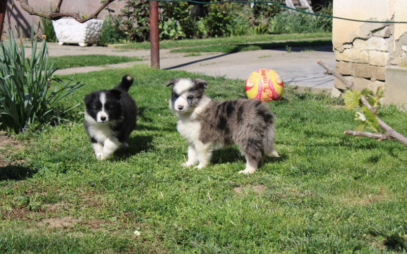 Štenci Border Collie 