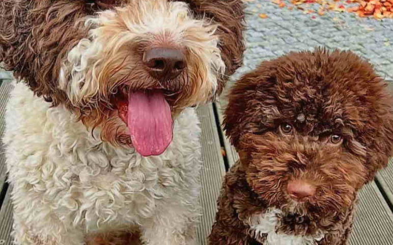 Dostupno novo leglo LAGOTTO ROMANJOLO