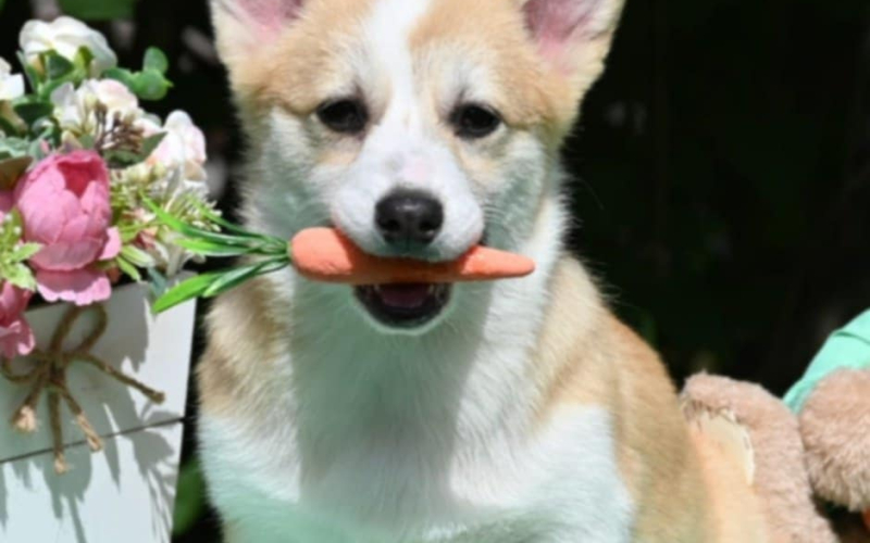 Velski korgi/Welsh Corgi Pembroke