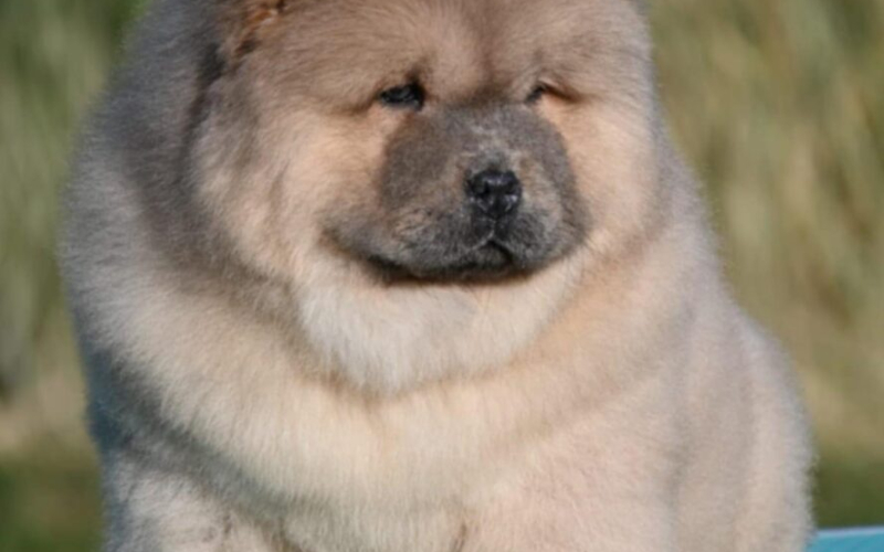 Chow Chow Cau Cau Čau Čau