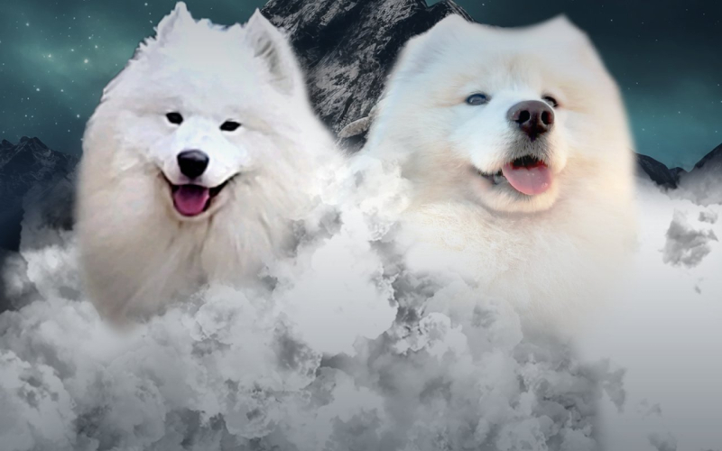 Samojed štenci i odrasli psi