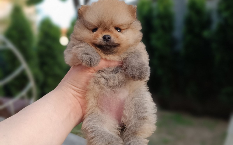 Pomeranac Top zenka