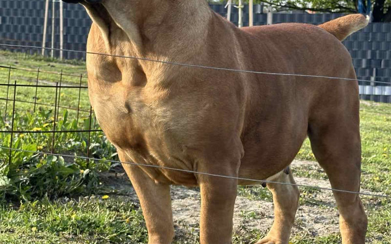 Južnoafrički mastif - Boerboel štenci